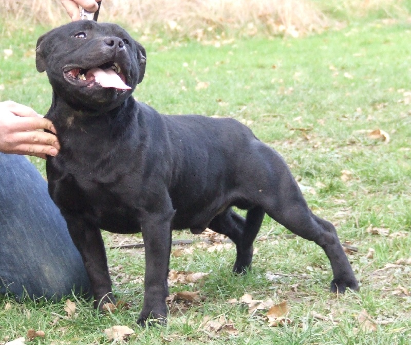 Von black alpaka booster of the upper staff kennel