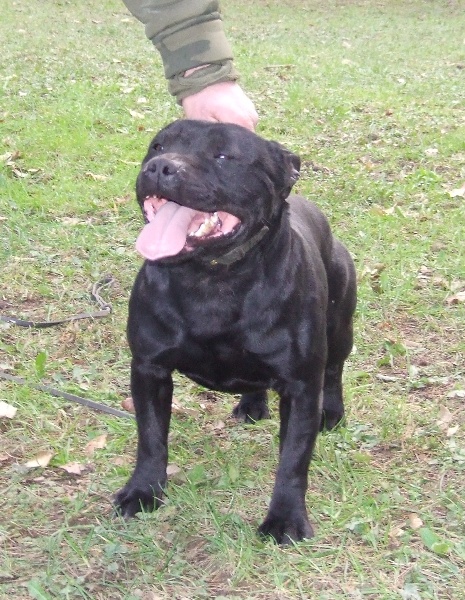 Von black alpaka booster of the upper staff kennel