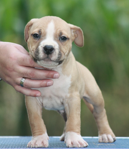 of the original pit spirit - American Staffordshire Terrier - Portée née le 28/07/2012