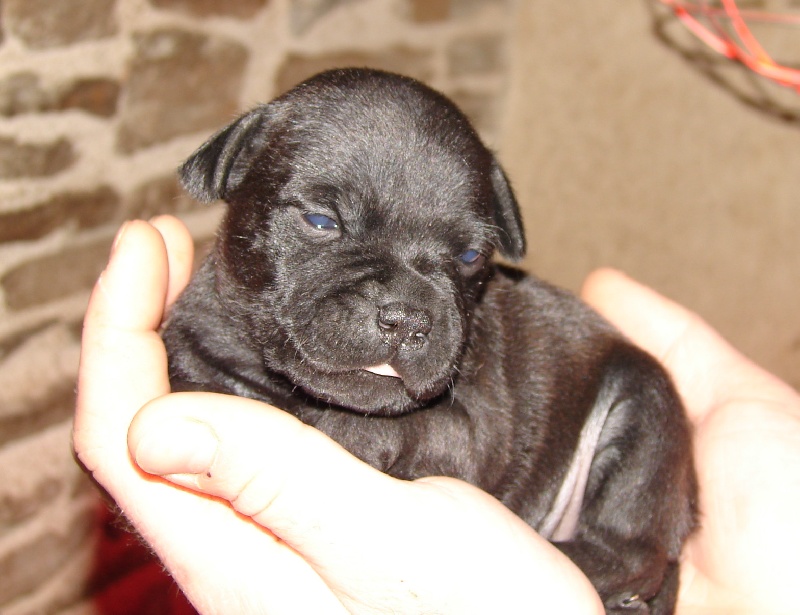 Black beauty of the original pit spirit