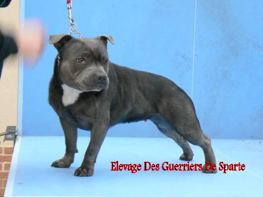 Easy fashion of the original pit spirit