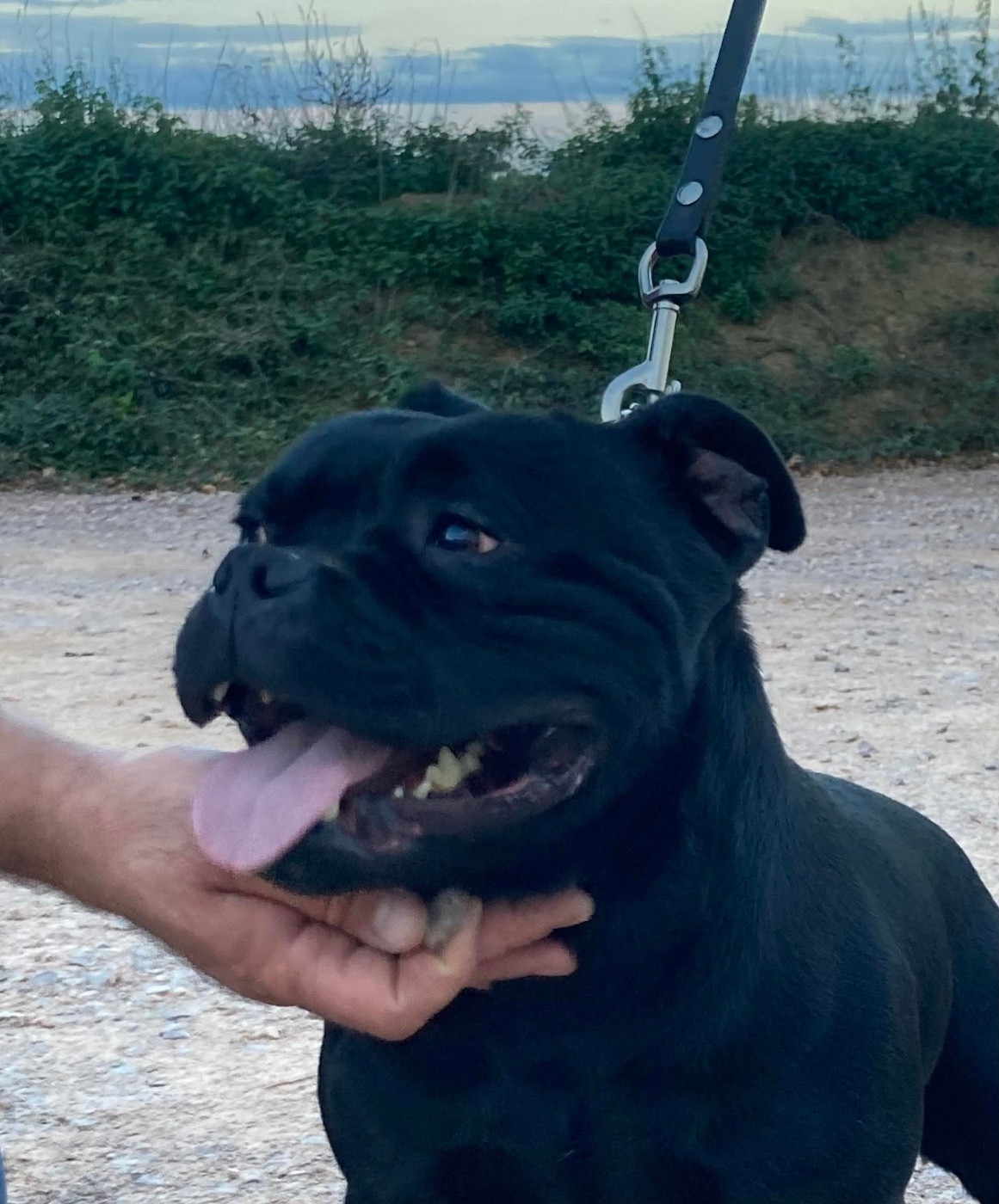 Sheperd derek aka mamour of the original pit spirit