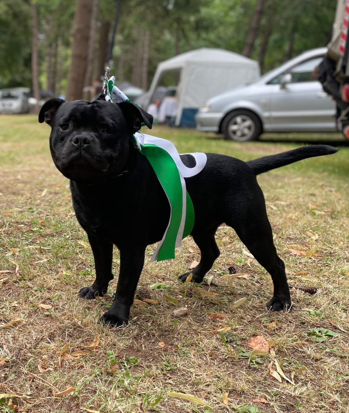 VELVET of the original pit spirit